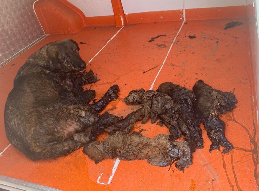 Yavrularıyla birlikte zifte yapışan anne köpek itfaiye ekiplerince böyle kurtarıldı